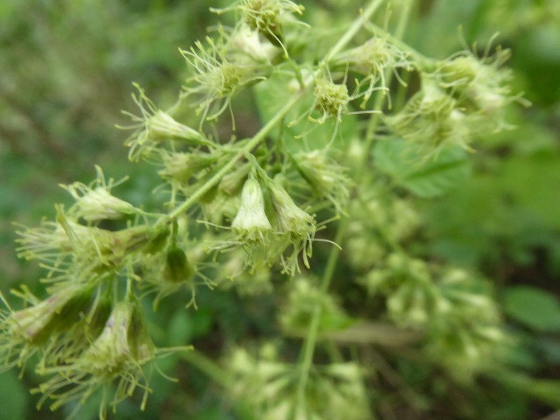 Koanophyllon solidaginoides