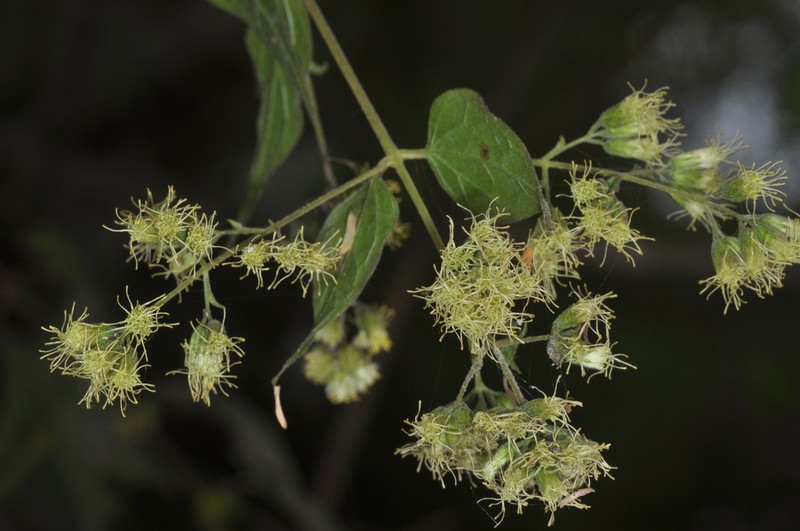 Koanophyllon solidaginoides photo 2