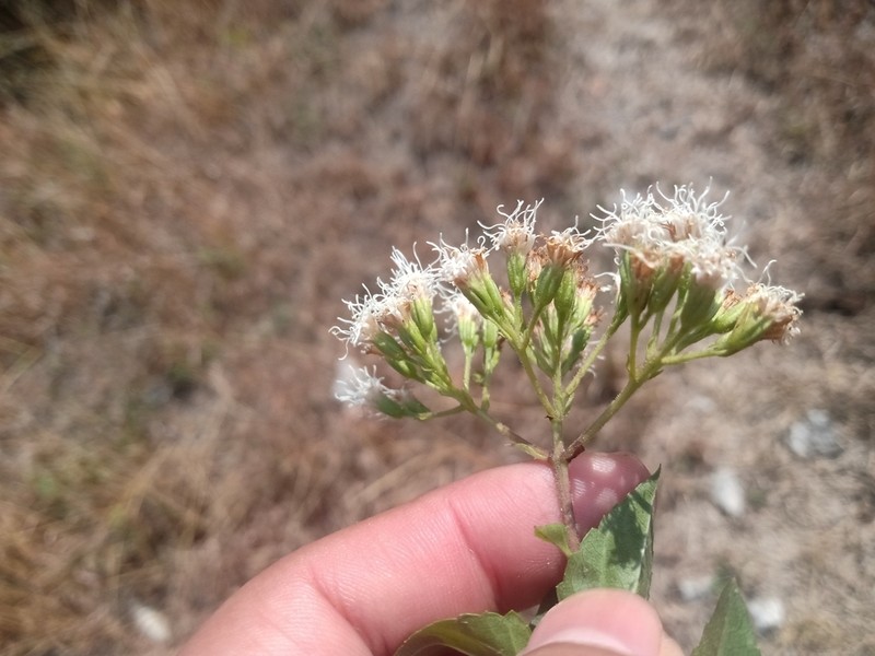 Koanophyllon solidaginoides photo 3