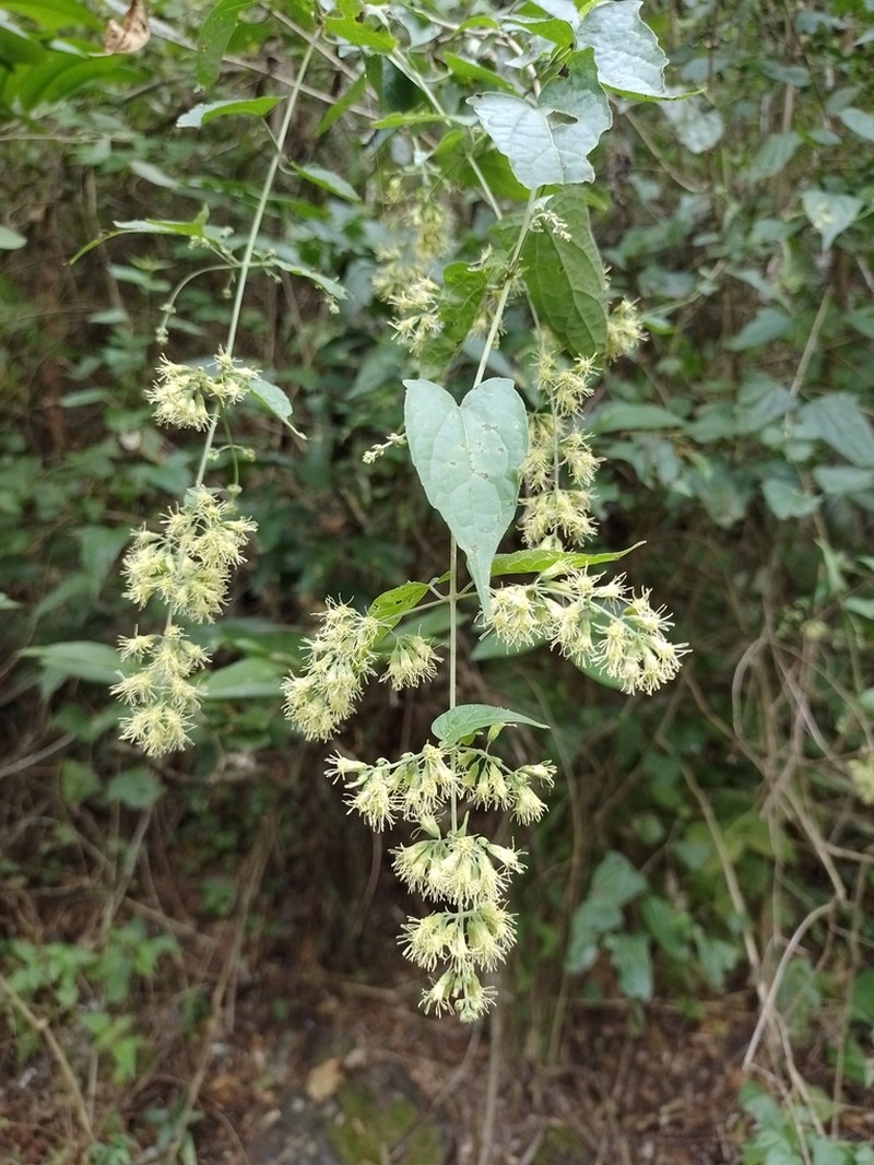 Koanophyllon solidaginoides photo 4