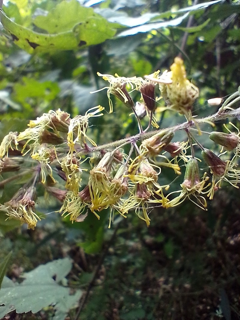 Koanophyllon solidaginoides photo 5