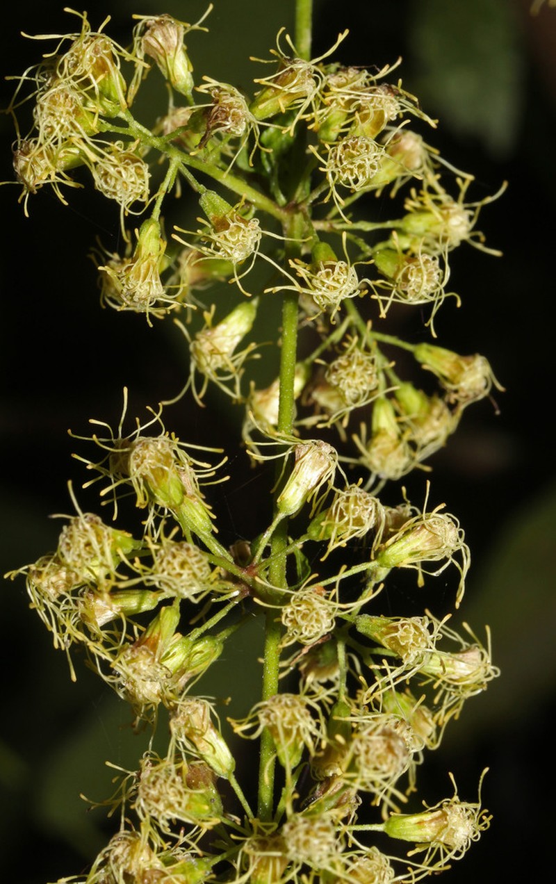 Koanophyllon solidaginoides photo 6