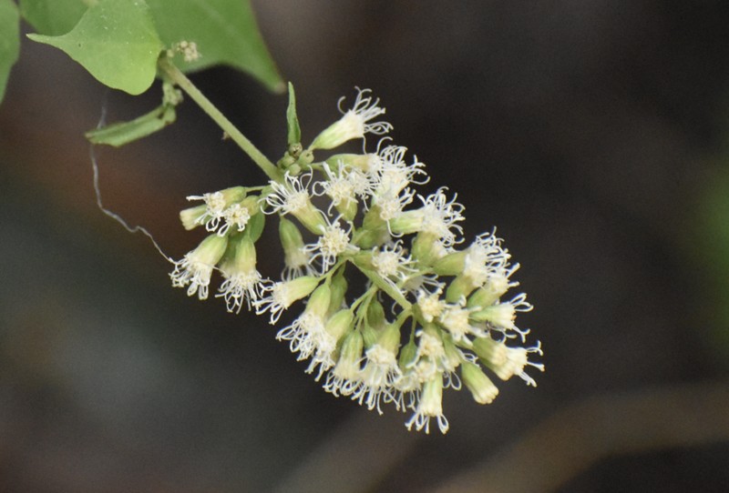 Koanophyllon solidaginoides photo 7