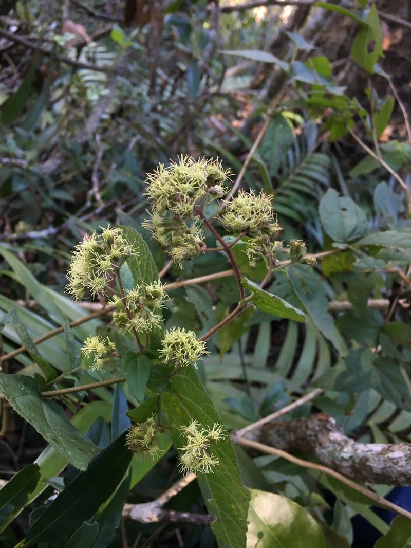 Koanophyllon solidaginoides photo 8