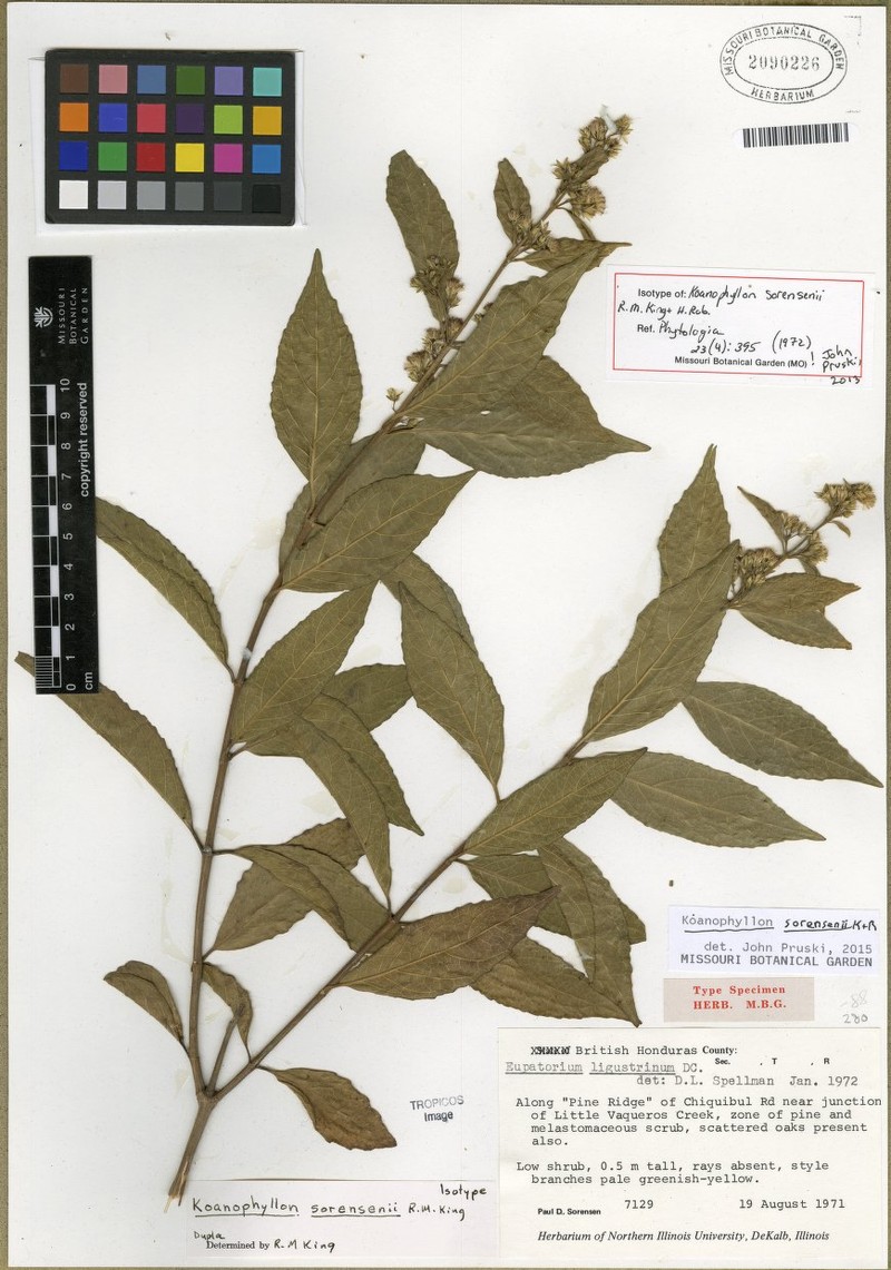 Koanophyllon sorensenii