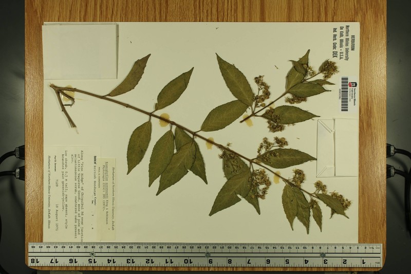 Koanophyllon sorensenii photo 2