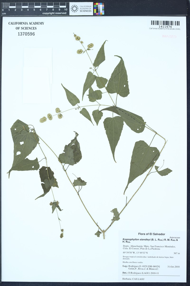 Koanophyllon standleyi