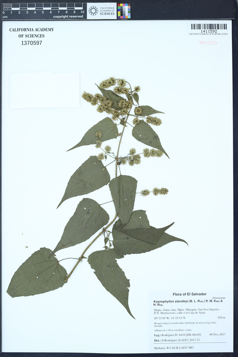 Koanophyllon standleyi photo 2