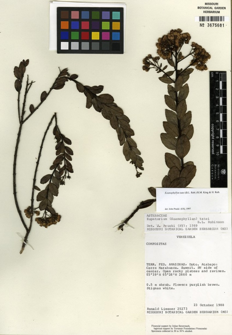 Koanophyllon tatei