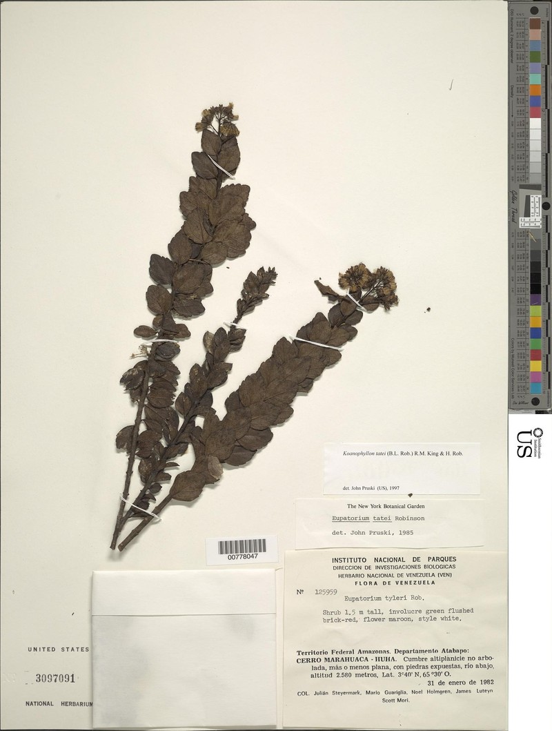 Koanophyllon tatei photo 2
