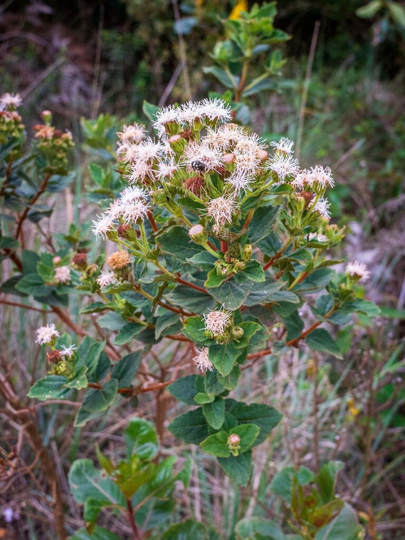 Koanophyllon thysanolepis