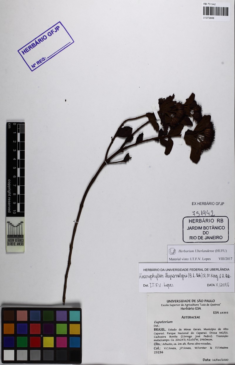 Koanophyllon thysanolepis photo 2