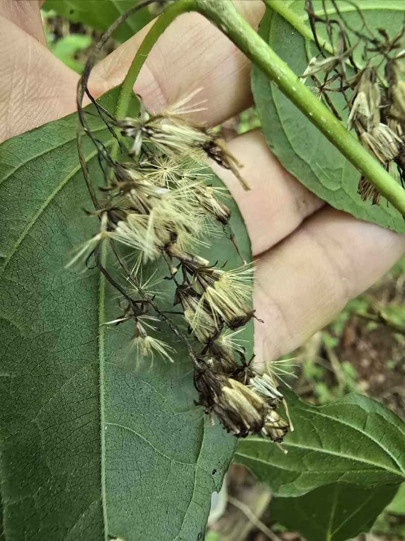Koanophyllon tinctorium photo 2