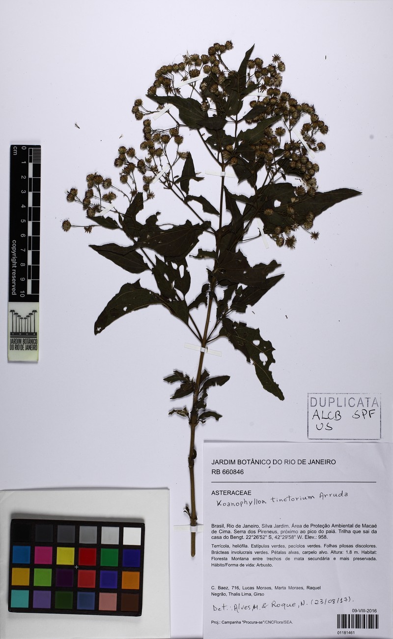 Koanophyllon tinctorium photo 3