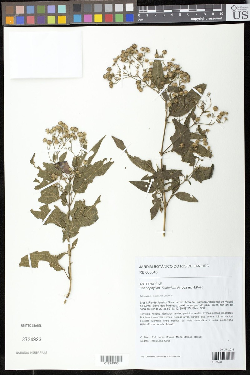 Koanophyllon tinctorium photo 4