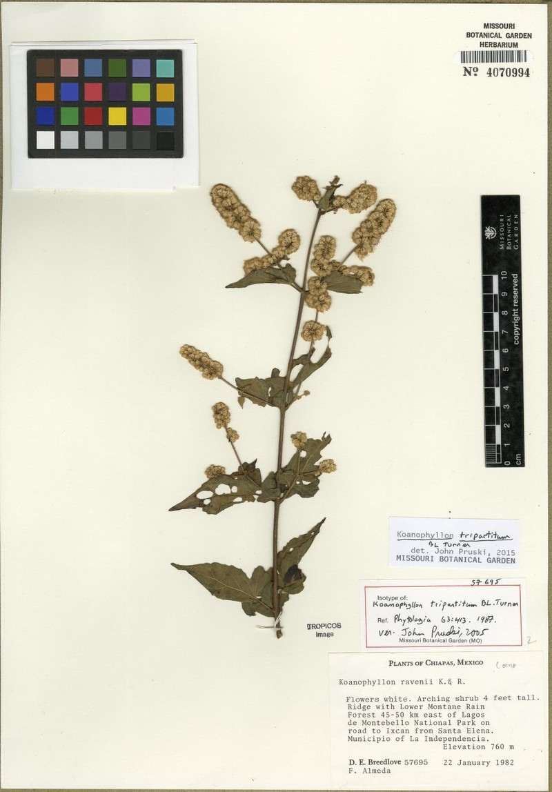 Koanophyllon tripartitum