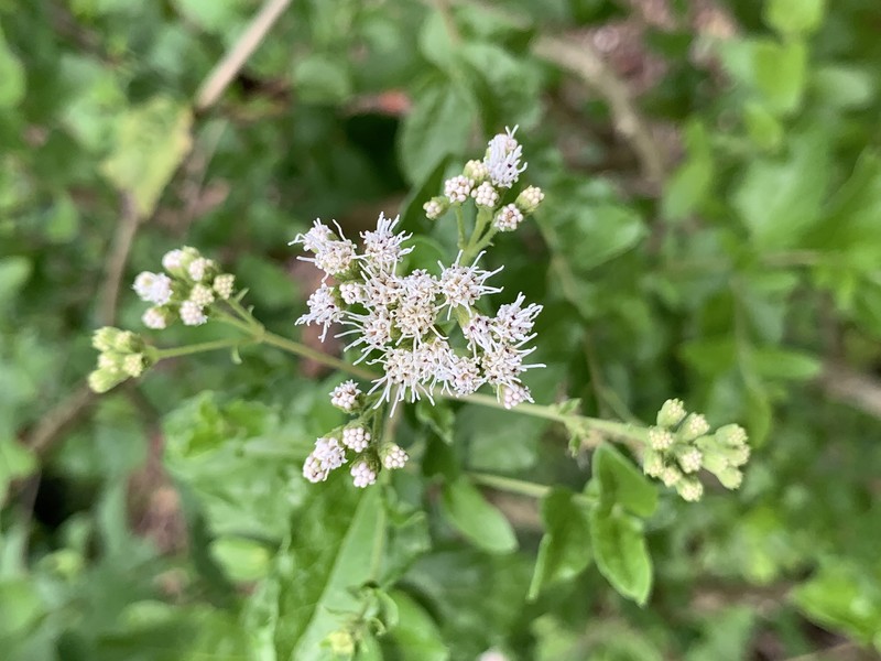 Florida Keys Thoroughwort