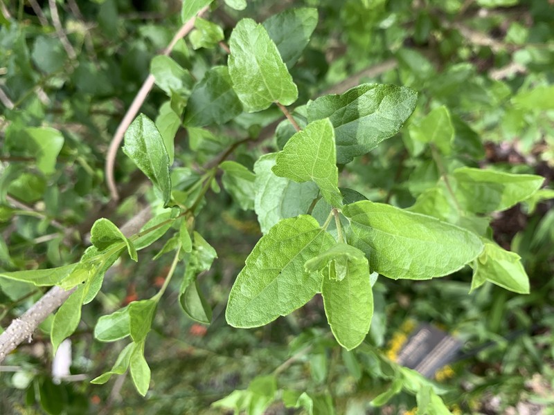 Florida Keys Thoroughwort photo 2