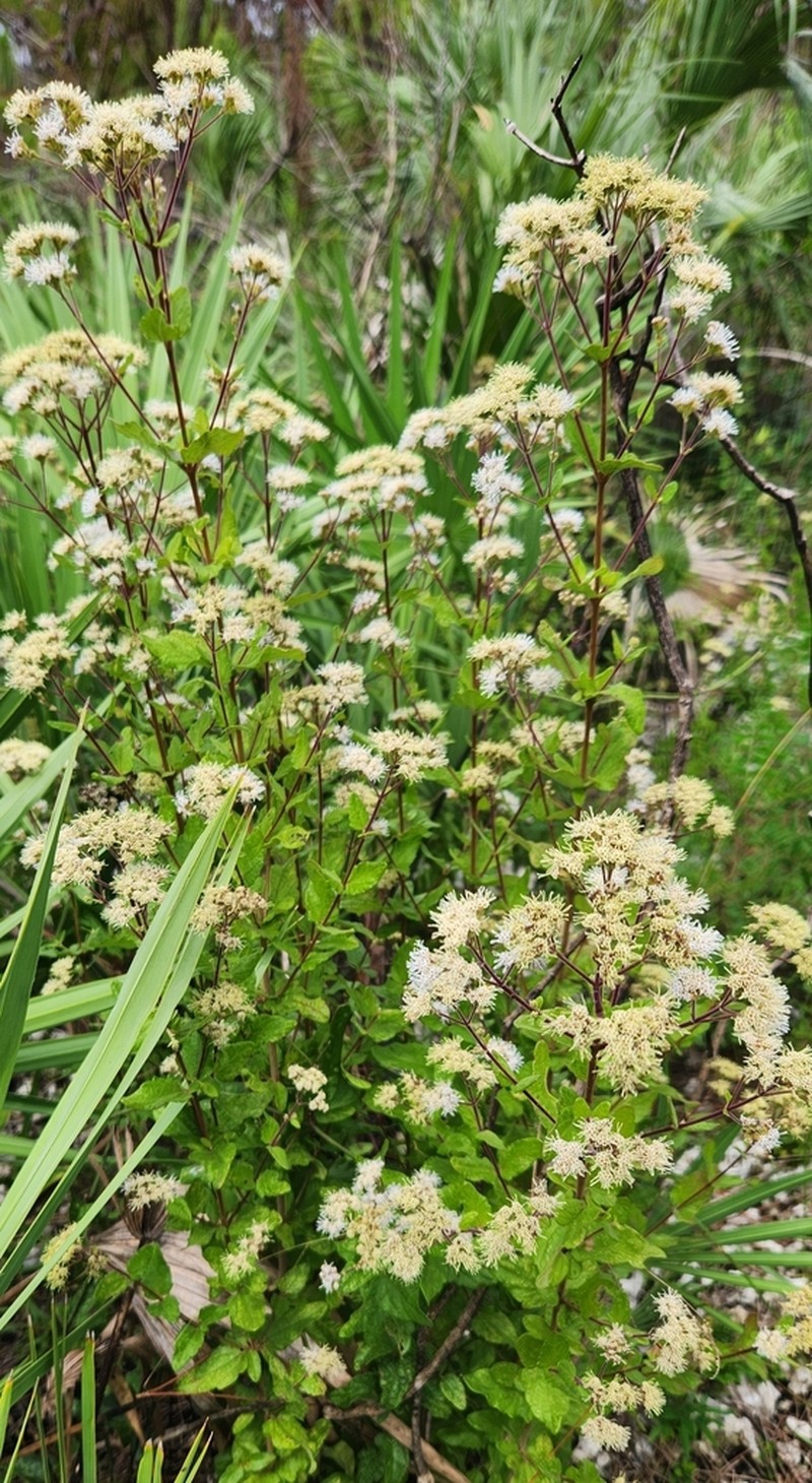 Florida Keys Thoroughwort