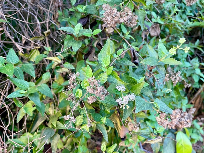 Florida Keys Thoroughwort photo 2