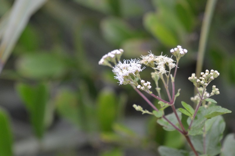 Florida Keys Thoroughwort photo 3