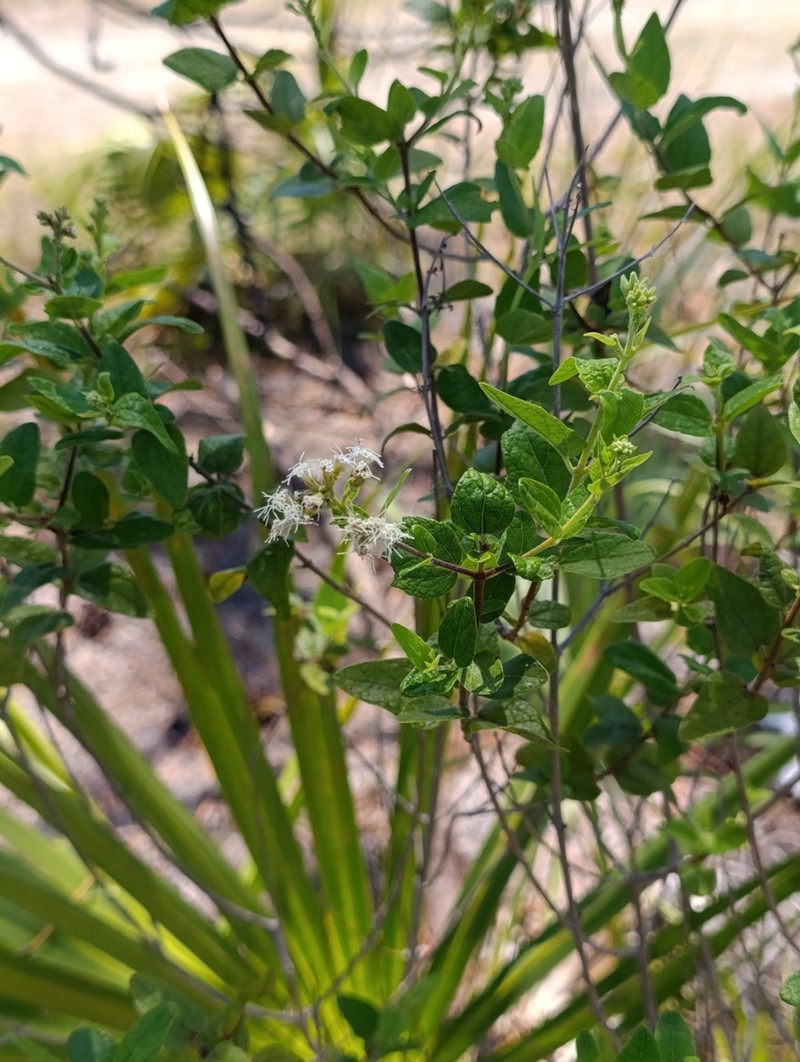 Florida Keys Thoroughwort photo 4