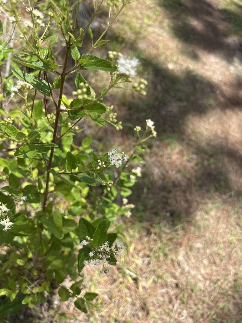 Florida Keys Thoroughwort photo 5