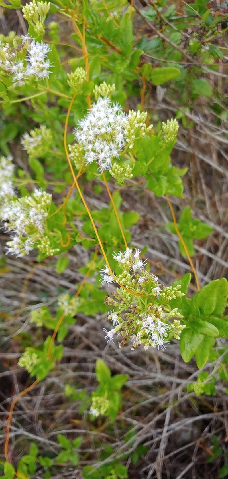 Florida Keys Thoroughwort photo 6