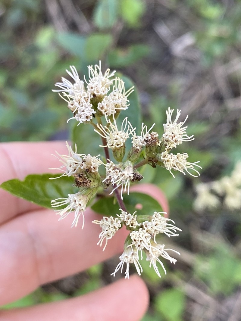 Florida Keys Thoroughwort photo 7