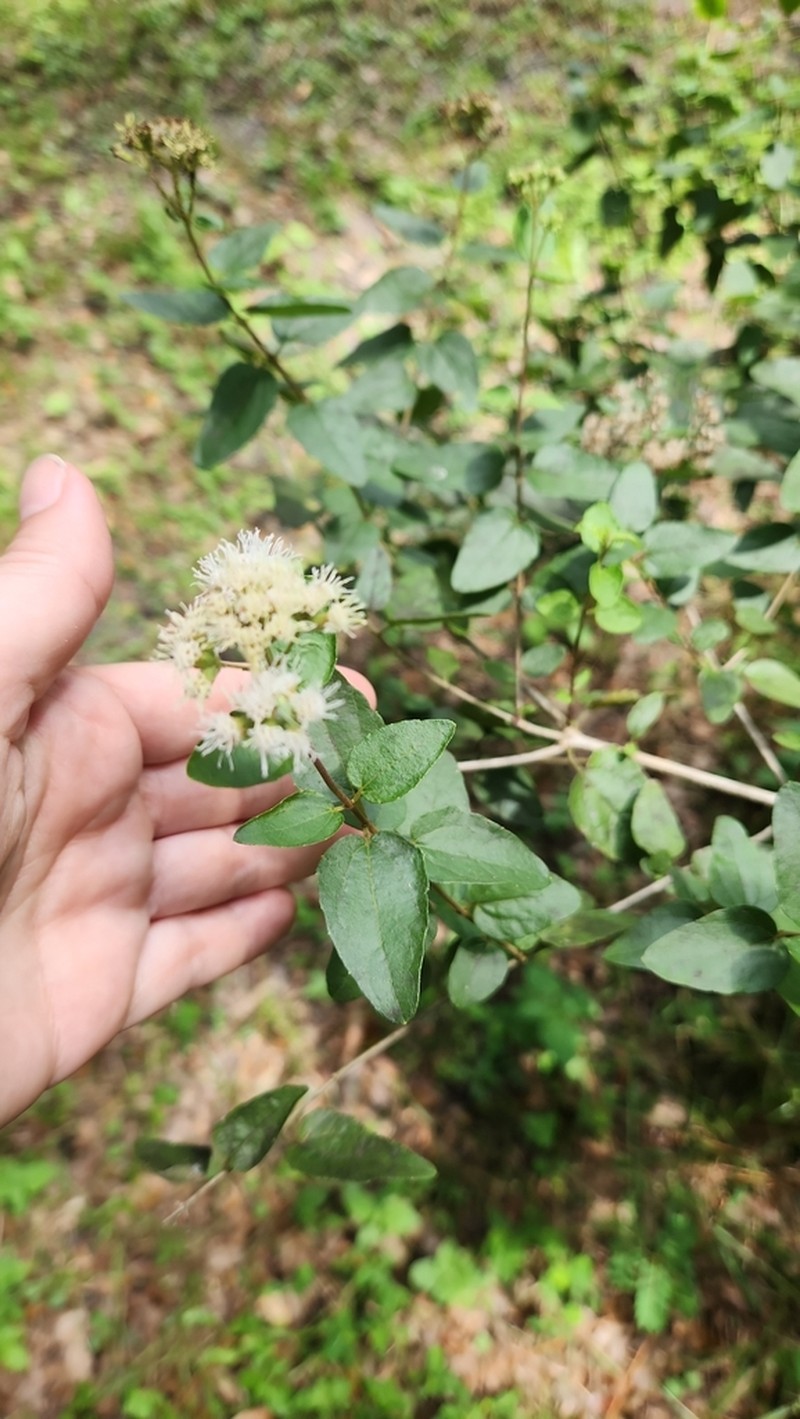 Florida Keys Thoroughwort photo 8