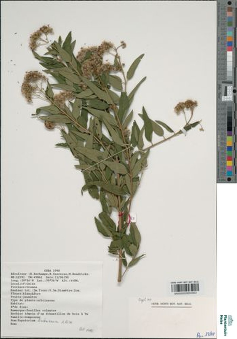 Koanophyllon villosum subsp. lindenianum