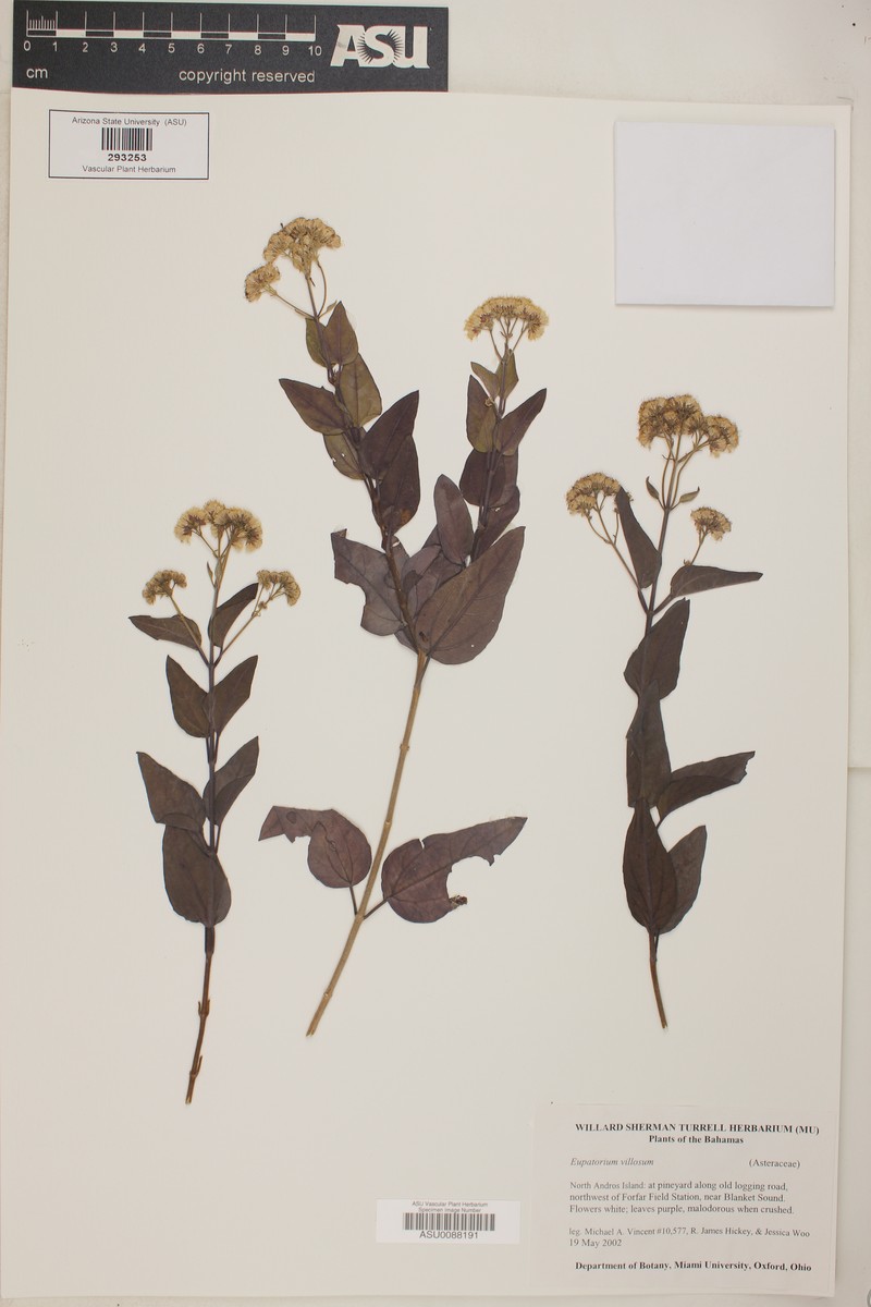 Koanophyllon villosum subsp. villosum
