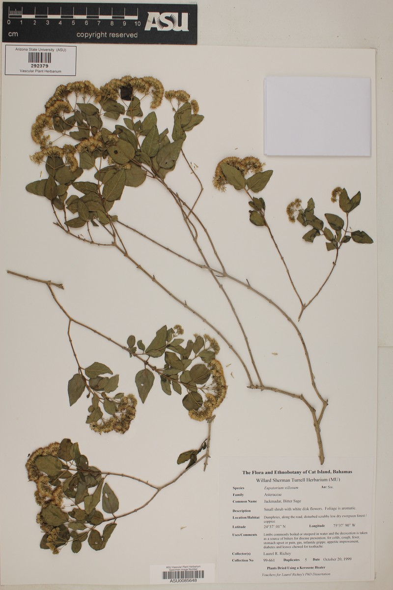 Koanophyllon villosum subsp. villosum photo 2
