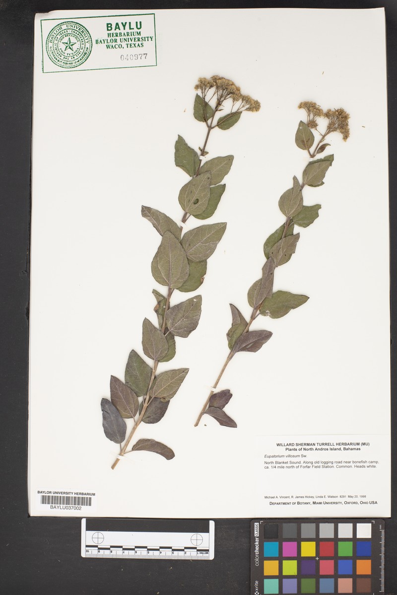 Koanophyllon villosum subsp. villosum photo 3