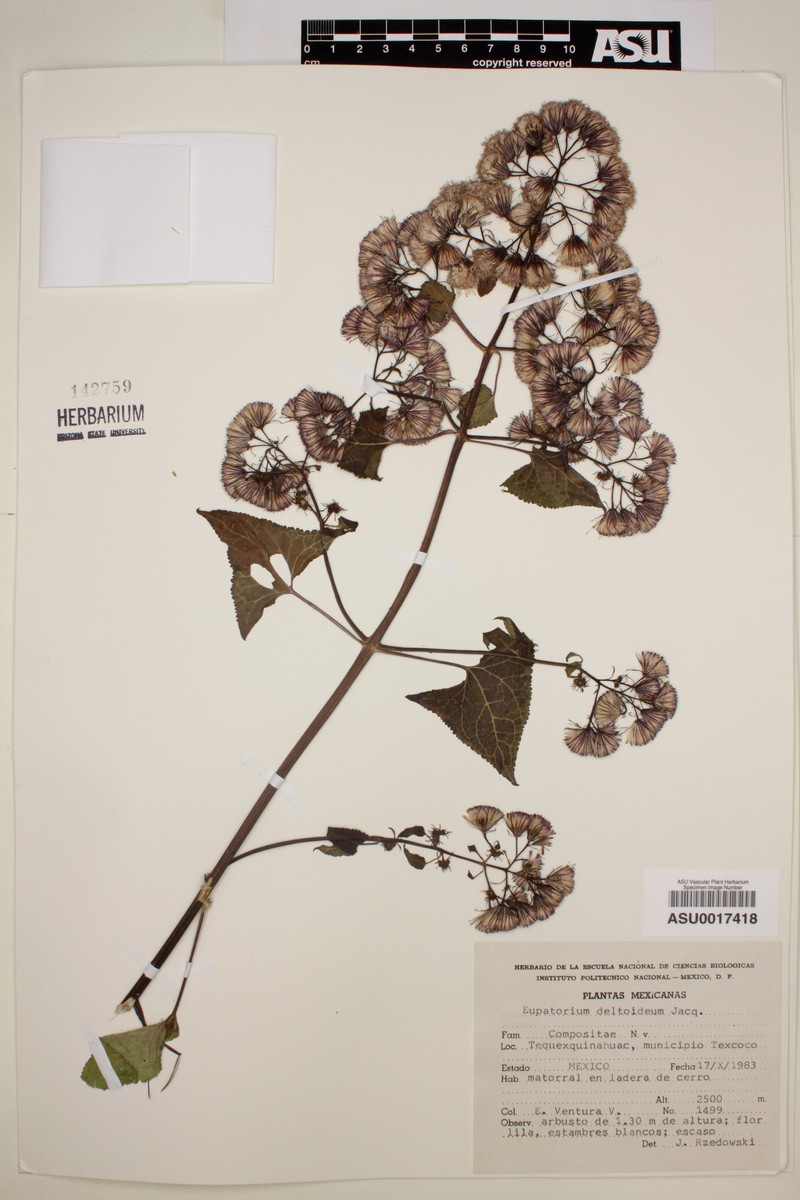 Koanophyllon villosum subsp. villosum photo 5