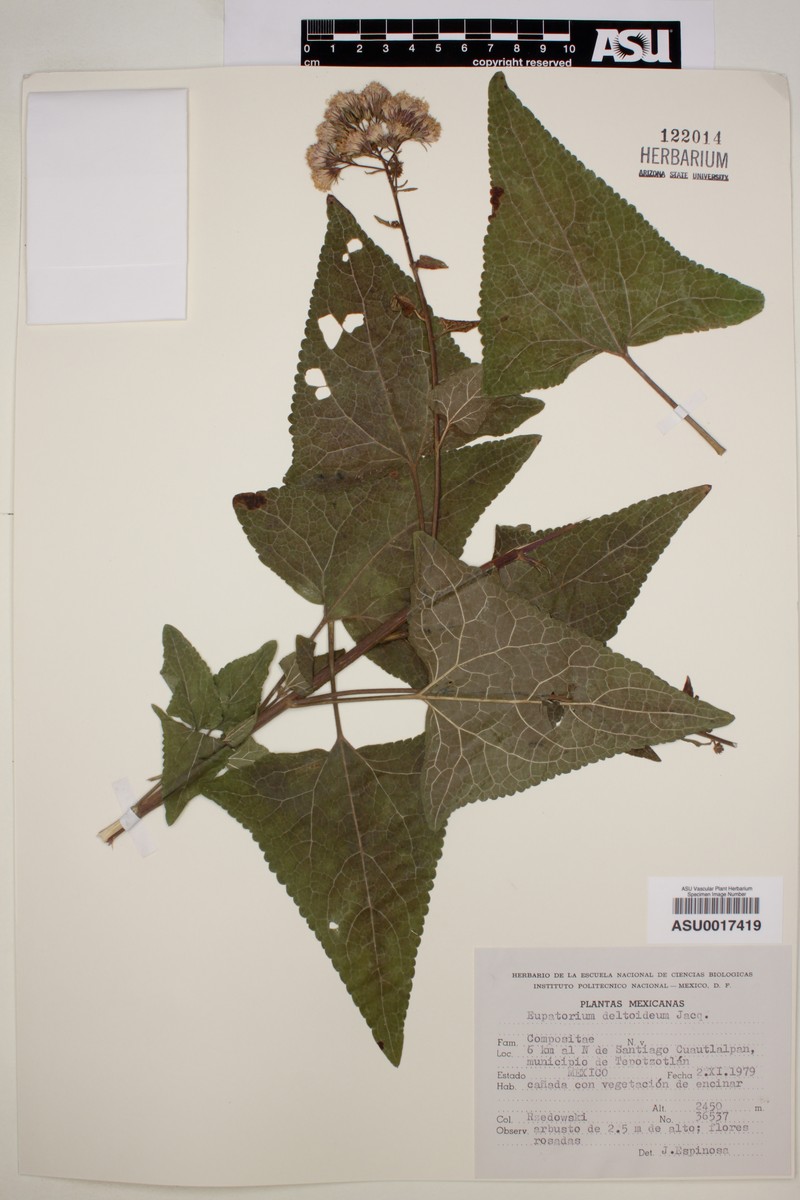 Koanophyllon villosum subsp. villosum photo 6