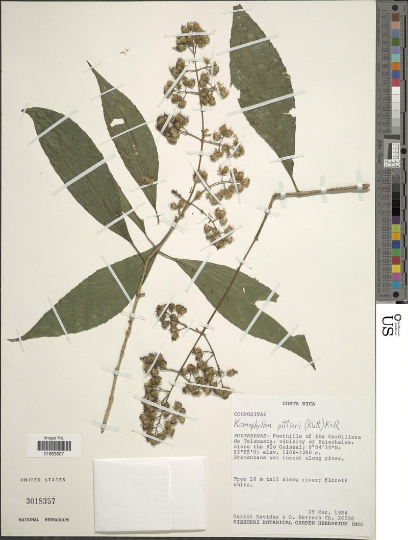 Koanophyllon wetmorei