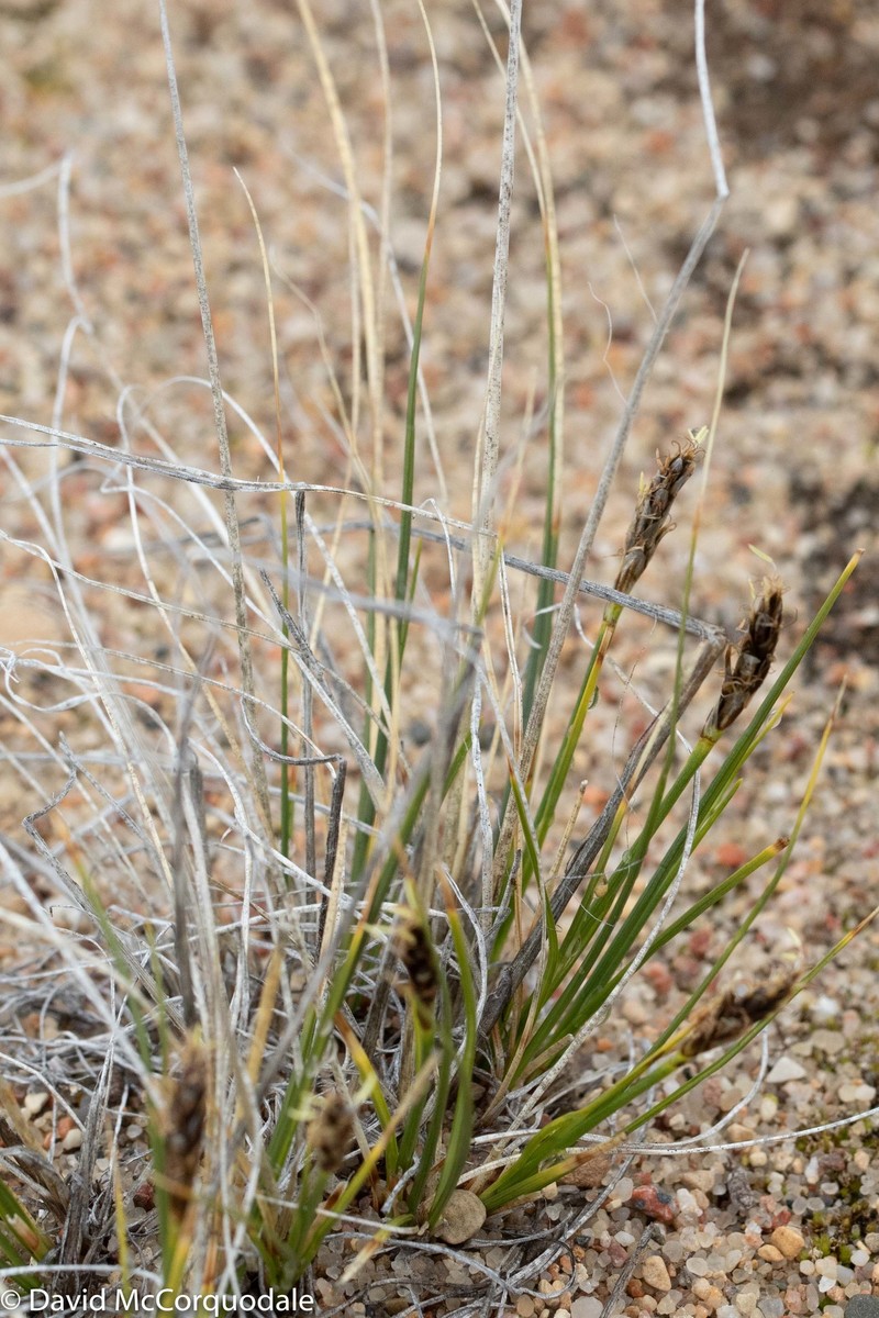 Siberian Bog Sedge photo 2