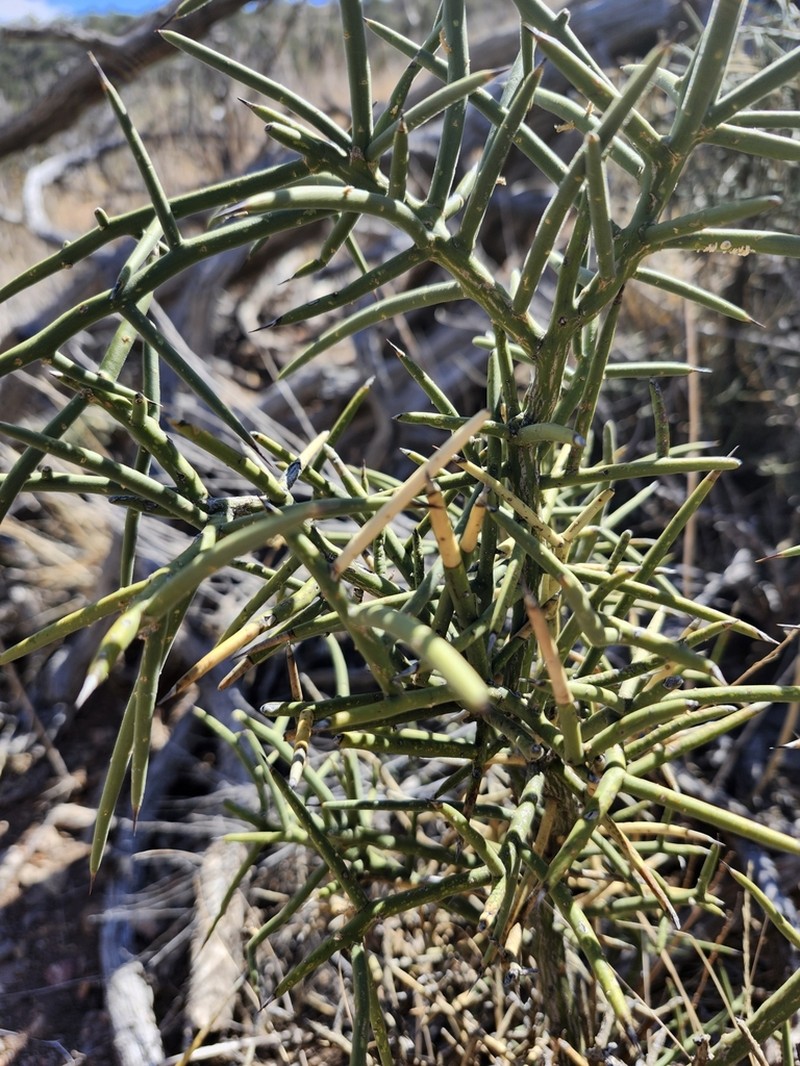 Crown Of Thorns photo 3