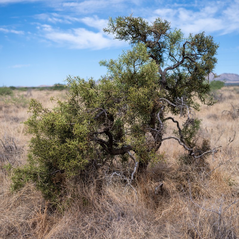 Crown Of Thorns photo 4