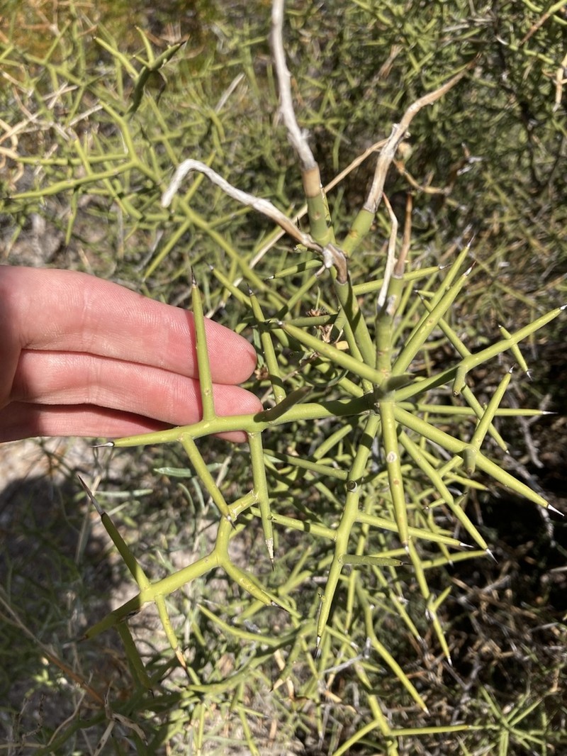 Crown Of Thorns photo 5