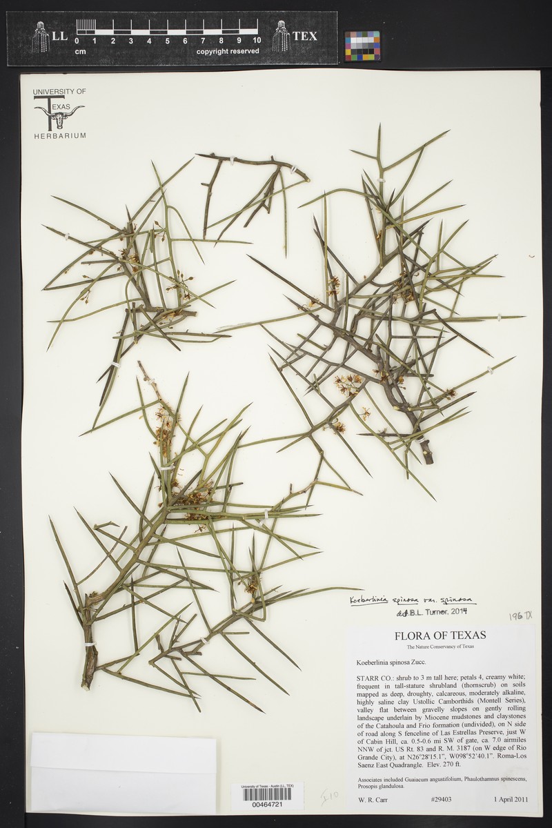 Koeberlinia spinosa var. spinosa photo 2