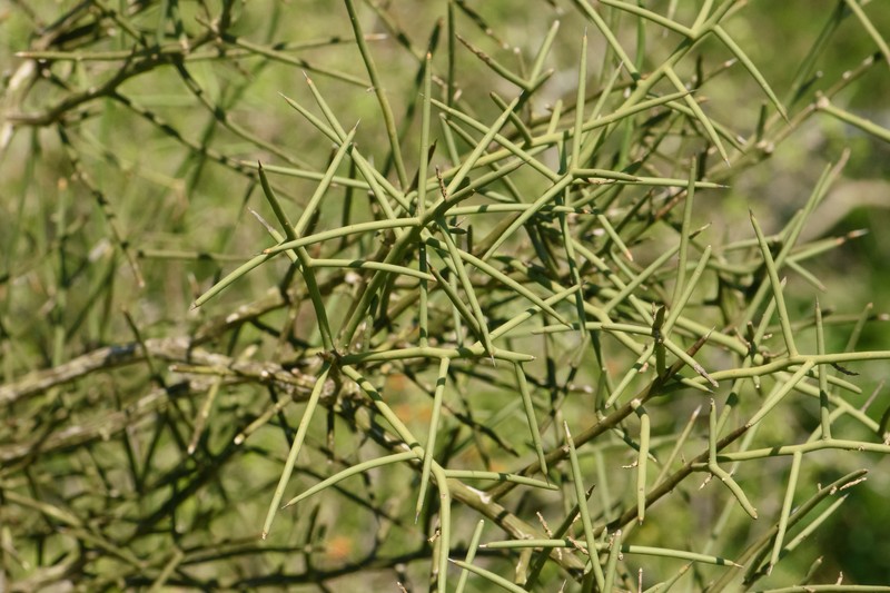 Koeberlinia spinosa var. spinosa