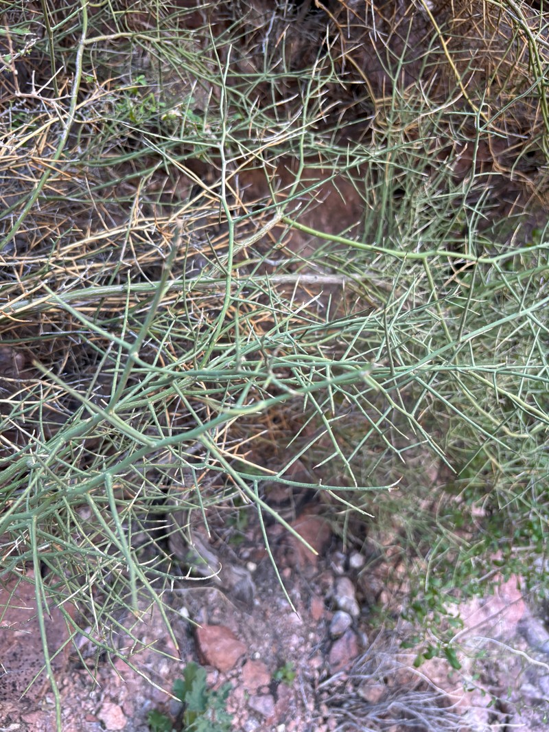 Koeberlinia spinosa var. tenuispina