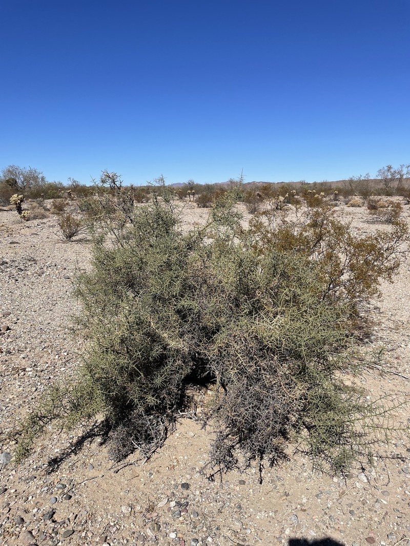 Koeberlinia spinosa var. tenuispina photo 2