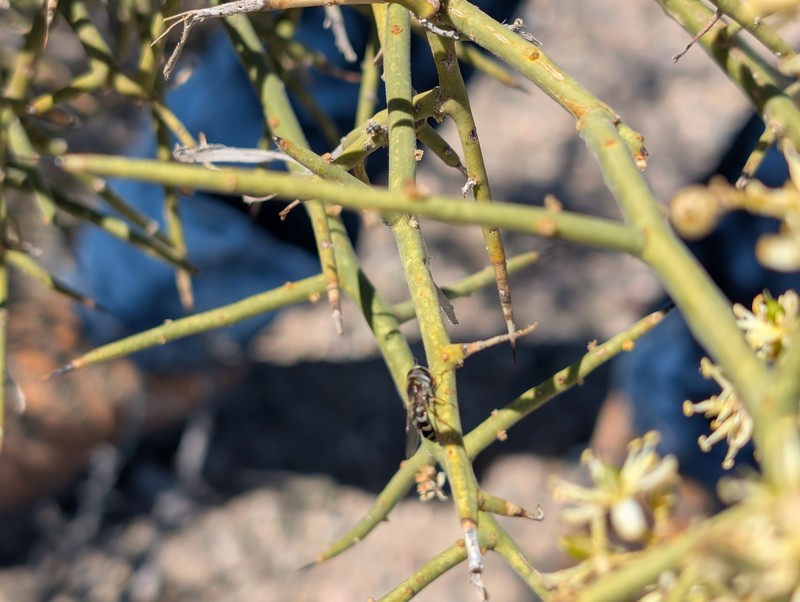 Koeberlinia spinosa var. tenuispina photo 3