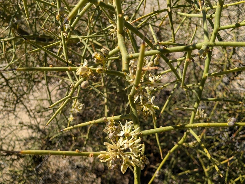 Koeberlinia spinosa var. tenuispina photo 4