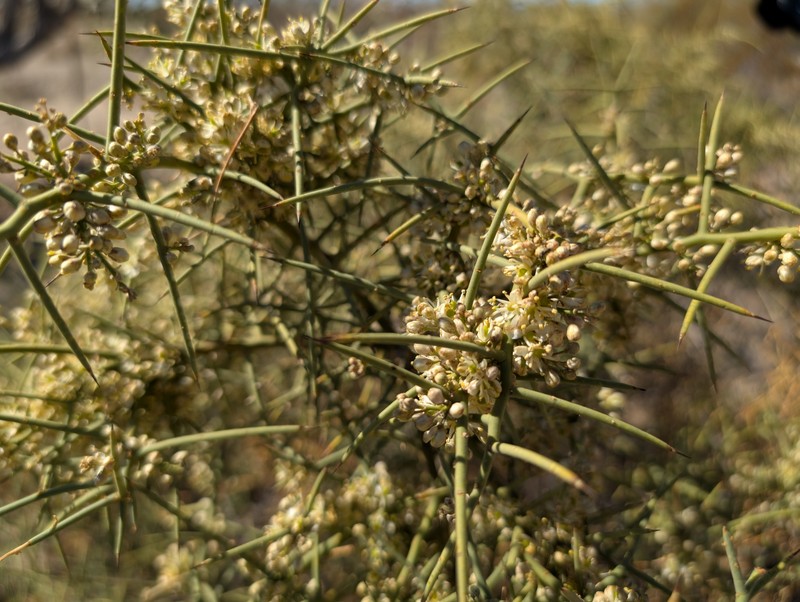 Koeberlinia spinosa var. tenuispina photo 5