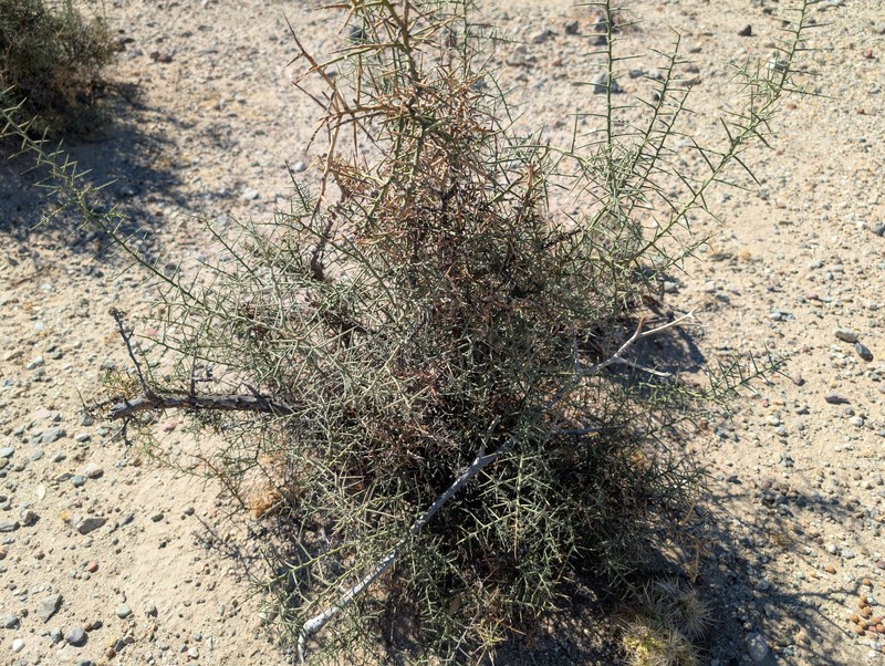 Koeberlinia spinosa var. tenuispina photo 6