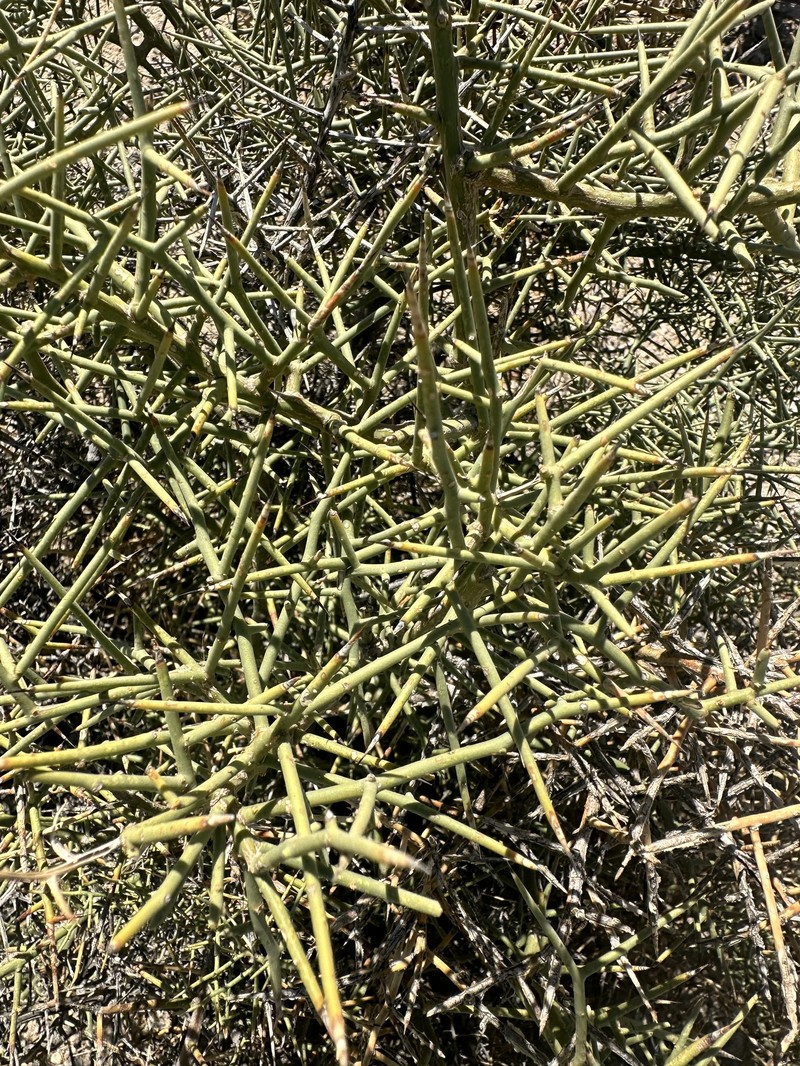 Koeberlinia spinosa var. tenuispina photo 7